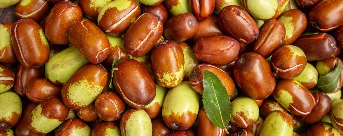 Des graines de jojoba pour faire de l'huile cosmétique