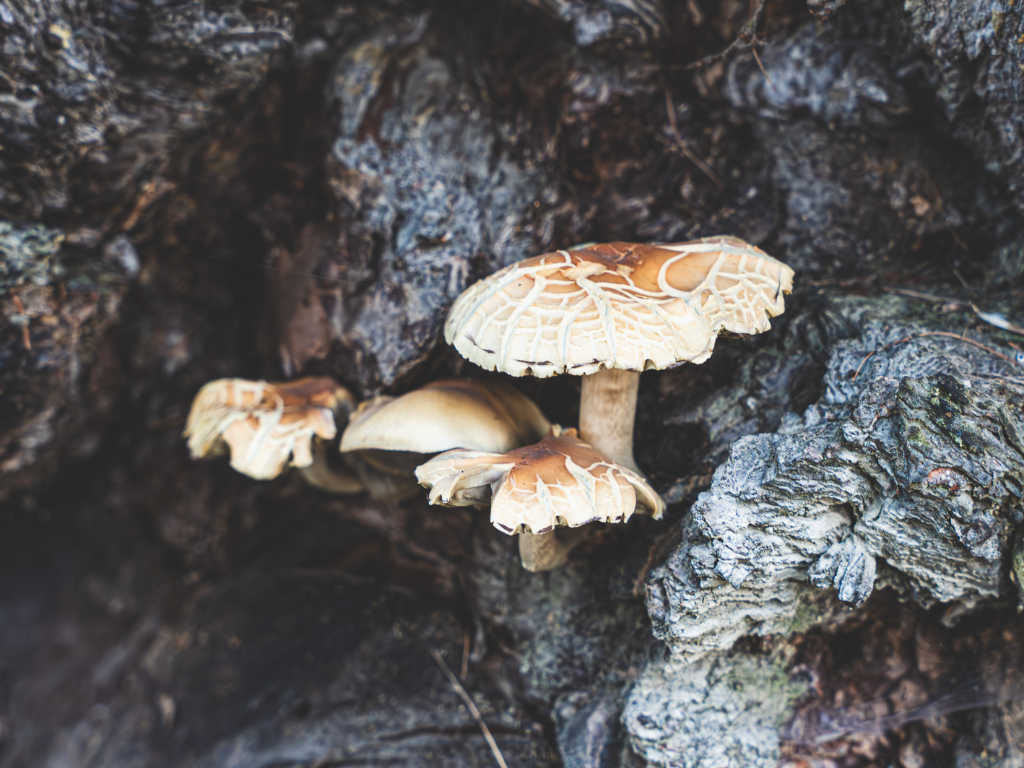 Soins Homme – Cosmétique Naturel Suisse